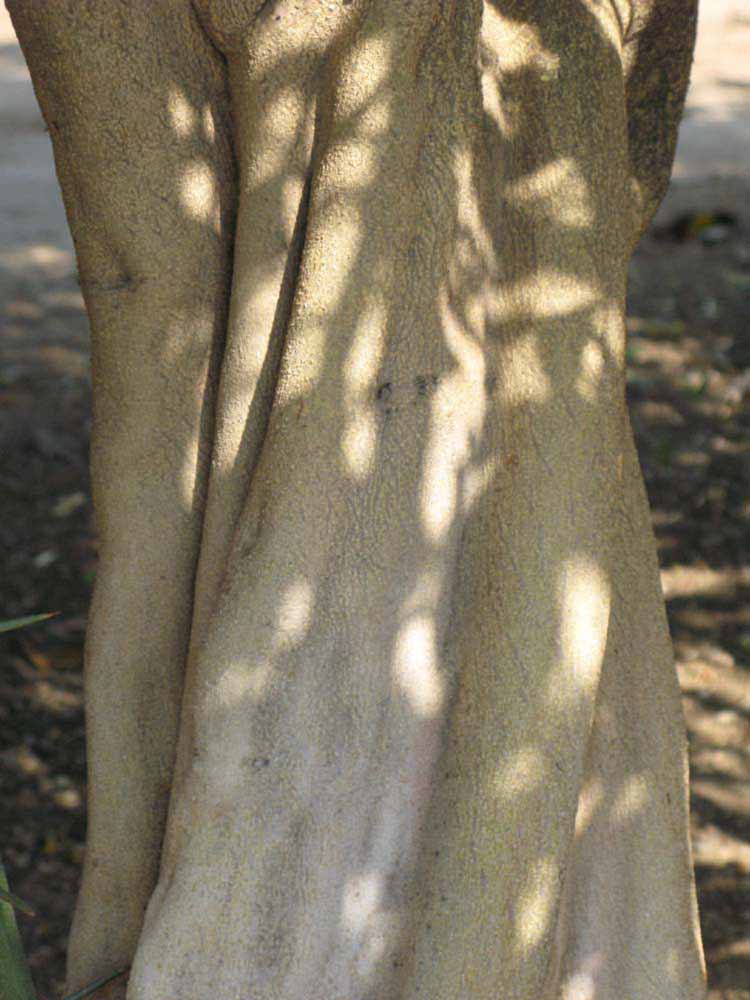            Bark (Riverside, CA)   